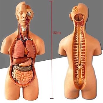 人体模型　解剖学的構造 Amazon.co.jp: 人体模型-人体の解剖模型、15個の取り外し可能な